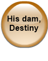 His dam, Destiny