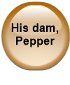 His dam, Pepper