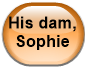 His dam, Sophie