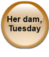 Her dam, Tuesday