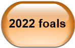 2022 foals
