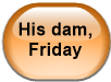 His dam, Friday