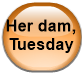 Her dam, Tuesday