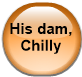 His dam, Chilly