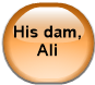 His dam, Ali