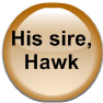 His sire, Hawk