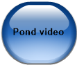 Pond video