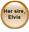 His sire, Elvis